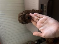 Poodle yavrularımız