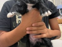 DİŞİ ERKEK ÜST KALİTE MALTESE BEBEKLER