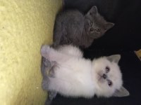 British longhair erkek dişi blue point
