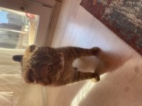 10 aylık dişi scottish fold