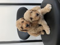 Toy Poodle yavrular