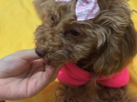 Kahverengi kore toy poodle