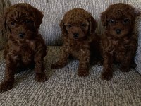 MİNİK POODLE YAVRULAR İÇİN ULAŞABİLİRSİNİZ