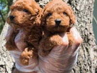 Red toy poodle bebekler