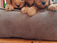 Toy poodle