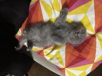Son kalan scottish fold yavrumuz yeni yuvasını bekliyor