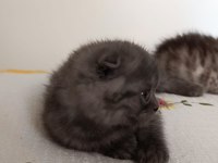 Biricik scottish fold kedimiz kendine yuva arıyor