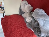 Scottish fold yavru kedimiz