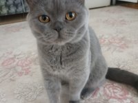 3 tane british shorthair