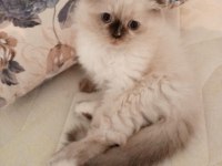 Uyguna Brittish Longhair Acil 2 Aylık Dişi