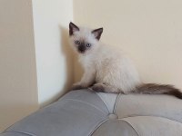 ÇİKOLATA POİNT 2 DİŞİ 1 ERKEK UYGUNA VERİLECEK SCOTTİSH