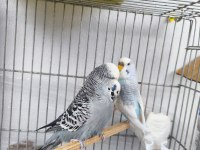 Sahiplendirilecek muhabbet kuşu
