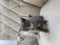 BRİTİSH SHORTHAİR KEDİLERİMİZ
