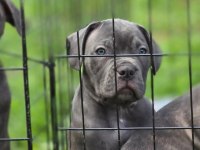 Cane Corso İyisi Değil En İyisi Kapıda Ödeme Mevcut