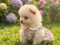 Pomeranian boo mimik boy