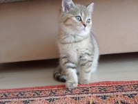 Yeni yavrumuz evine gitmeye hazır british shorthair