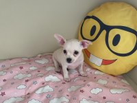 anne altından chihuahua (şivava) bebekler