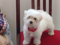 Mükemmel bir maltese yavru