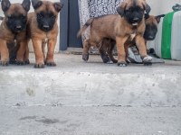 Orjinal Saf Belçika Malinois Deli Bunlar