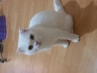 Pamuk scottish fold kızıma yuva arıyorum