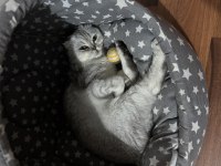 Dişi güzel scottish fold kızım