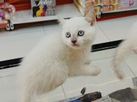 Bu british shorthair güzellik kaçmaz