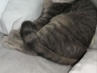 Ücretsiz sahiplendirme scottish fold kedimiz