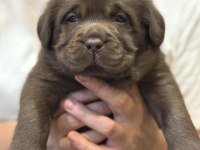 Çikolata ve şampanya labrador yavrularım
