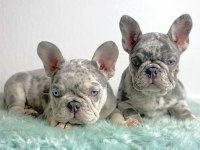 French bulldog Avrupanın en özel renk tonları Türkiyede