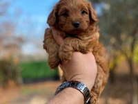Maltipoo Yavrumuz