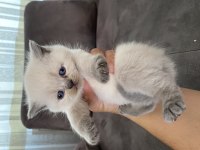 3 adet blue point 1 lilak british shorthair