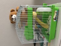 2 Aylık Gonzales Hamster