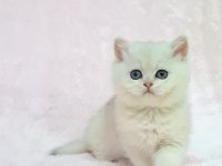 A KALİTE SAFKAN BRİTİSH SHORTHAİR SUNSHİNE YAVRUM