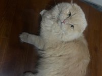 Longhair kedimize yuva arıyoruz