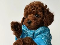 TOY POODLE YAVRULARI