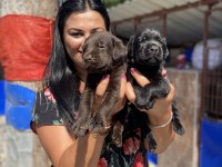 Çikolata labrador yavrularım