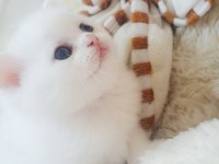 Ayı surat yavru british shorthair
