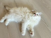 AYRICALIKLI OLMAK İSTEYENLERE RAGDOLL