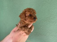 Irk ve sağlık garantili toy poodle yavrularım