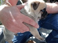 Pug yavruları