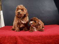 14 şubat doğumlu maltipoo yavrularım