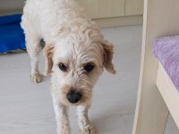 Ücretsiz Maltipoo 2 Yaşında
