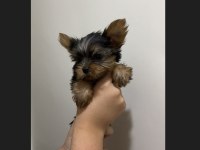 Teacup yorkshire terrier yavrular
