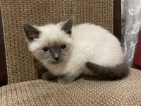 Uygun Puanlı Erkek Blue Point British Shorthair Yavrum