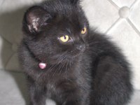 3 ADET ÇOK TATLI 2 AYLIK BEBEK KEDİLER