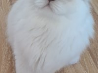 Scrli scottish longhair