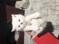 Bir aylık yavru british shorthair