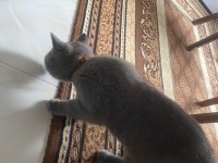 British Shorthair Erkek