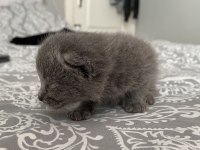 Yavru scottish fold bebeklerimize yuva