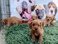 Tüy dökmez maltipoo yavrular harika renkler